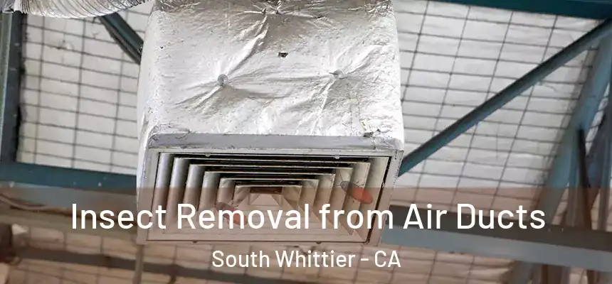 Insect Removal from Air Ducts South Whittier - CA